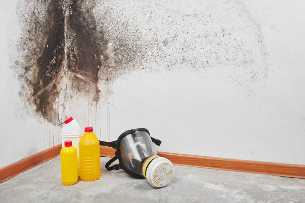 Best Residential Mold Remediation in Easton, CA