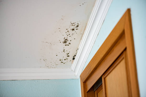 Best Commercial Mold Remediation in Easton, CA