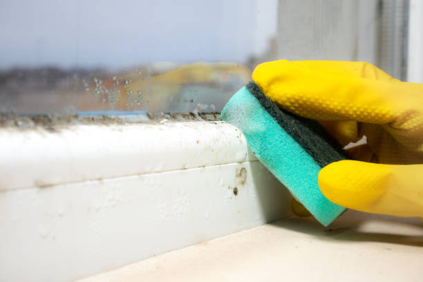 Best Attic Mold Remediation in Easton, CA