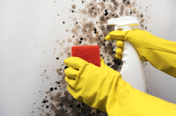 Professional Mold Remediation in Easton, CA